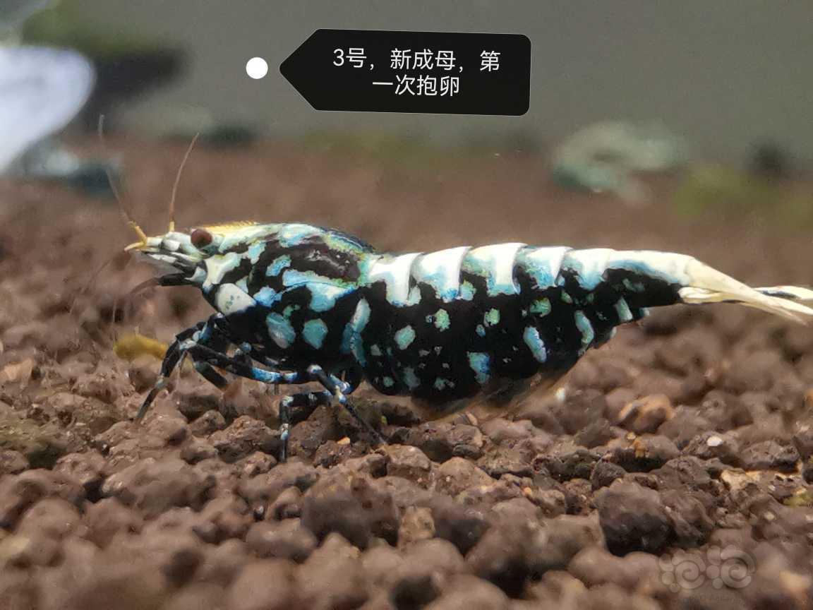 【虾】2023-06-21#新成黑银河母3只-图5