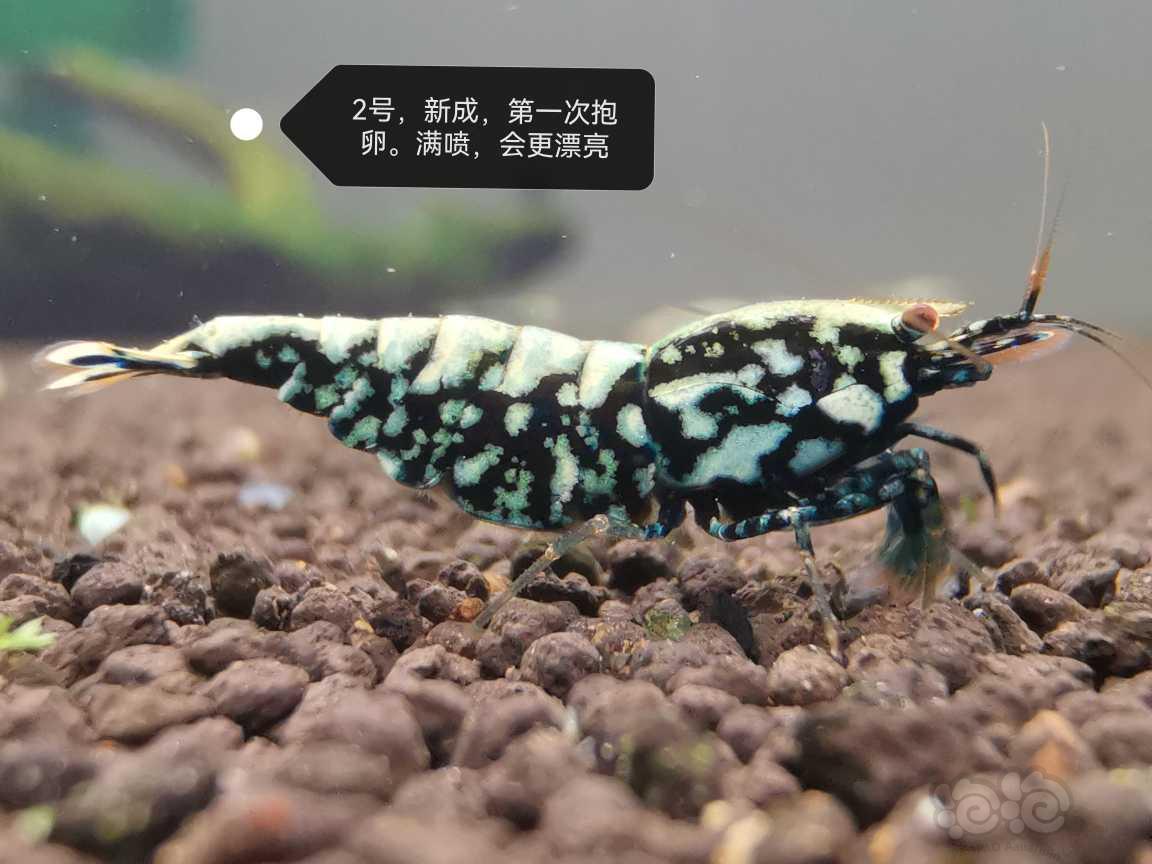 【虾】2023-06-19#新成黑银河母3只-图4