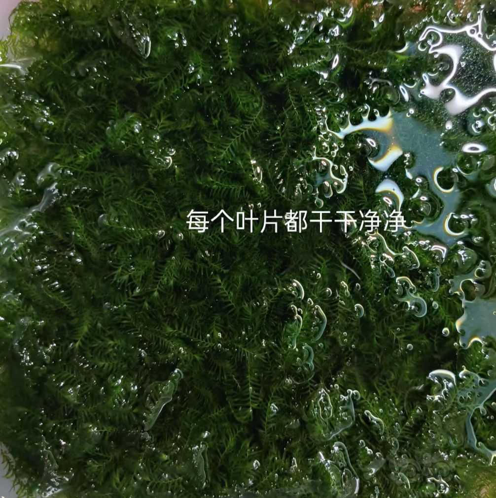 【水草】长年出：珊瑚莫斯，-图8