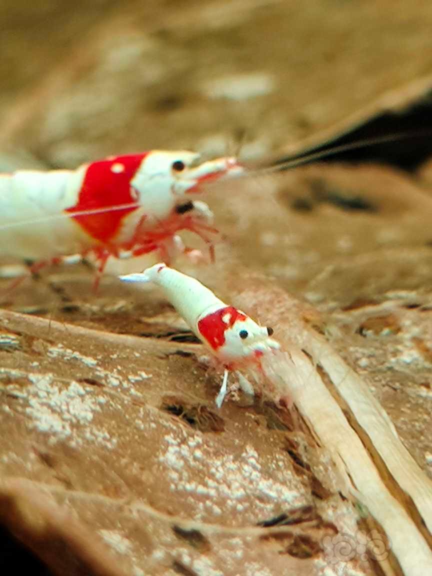 【水晶虾】红白-图1
