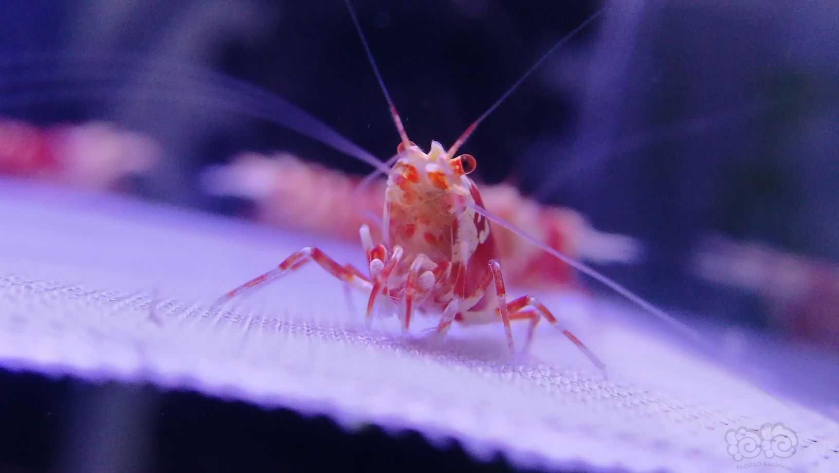 【水晶虾】出几组优质红花虎-图6