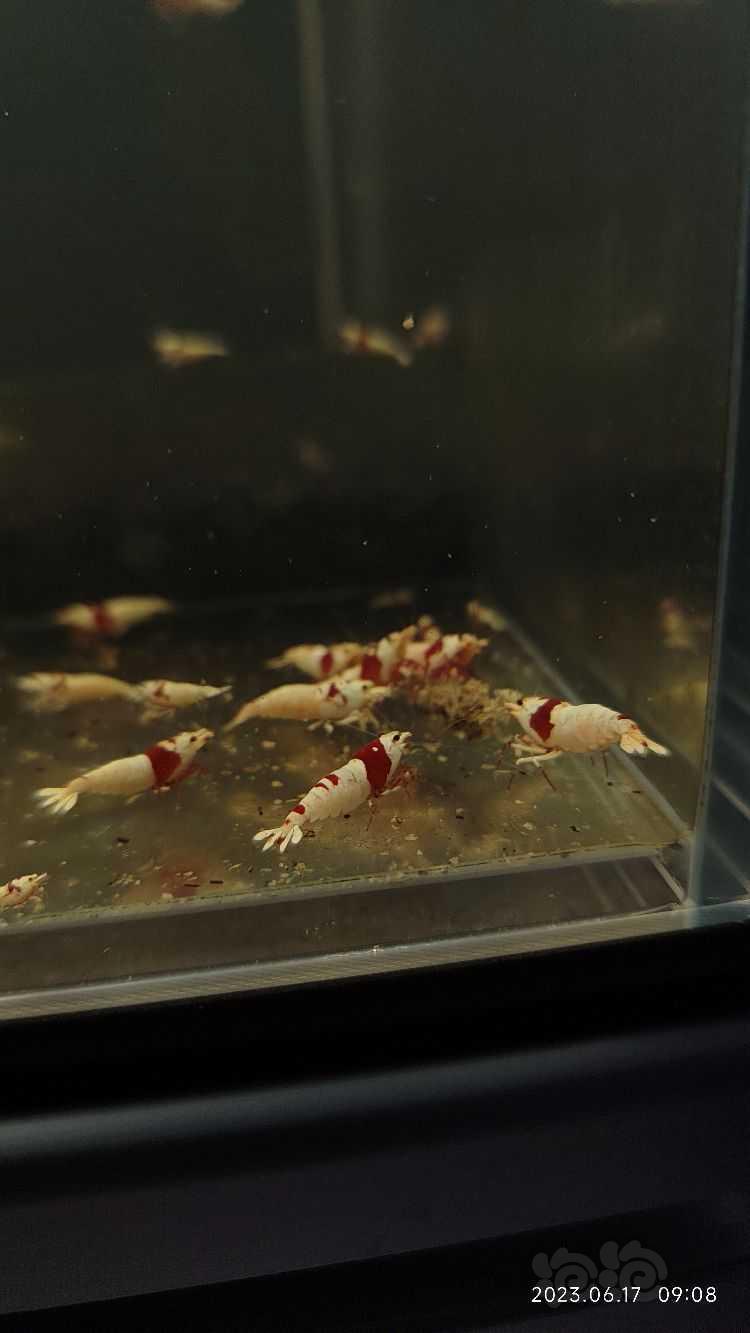 【水晶虾】出点海佬红白水晶虾-图2