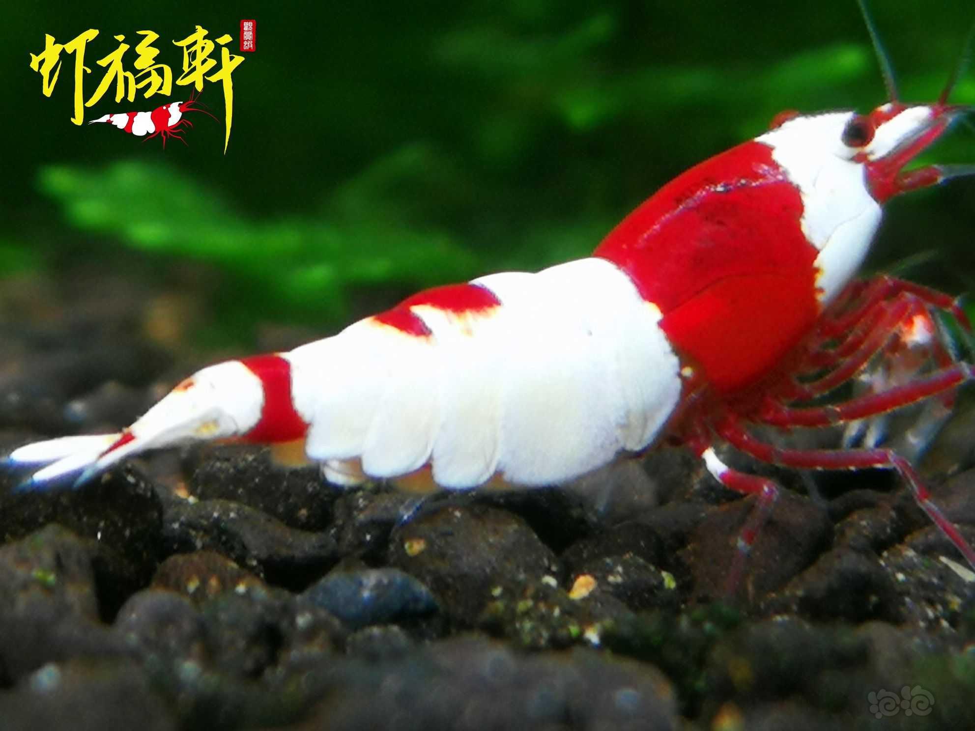 【虾】2023-06-01#RMB拍卖#品质红白丸禁5只-图1