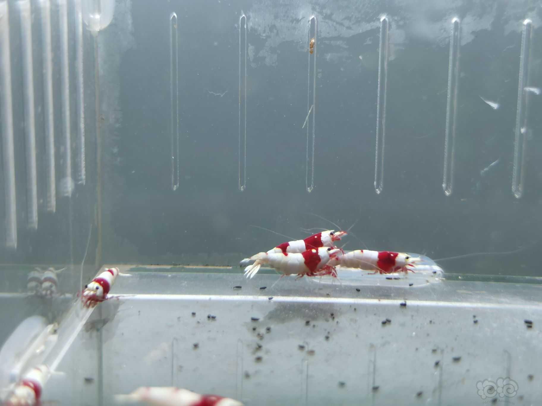 【水晶虾】出一组10只红白成虾-图1