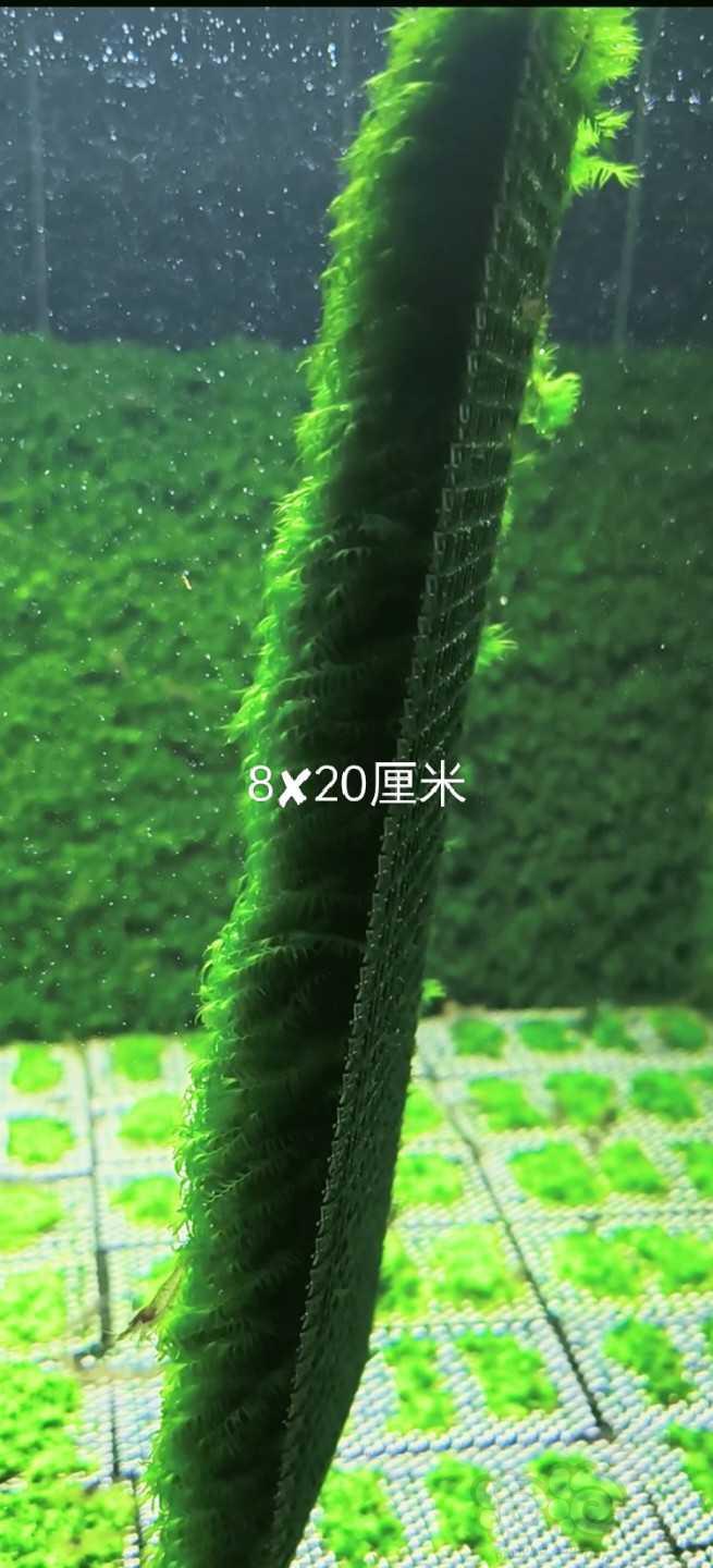 【水草】长年出：珊瑚莫斯，-图5