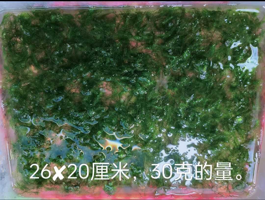 【水草】长年出：珊瑚莫斯，-图7