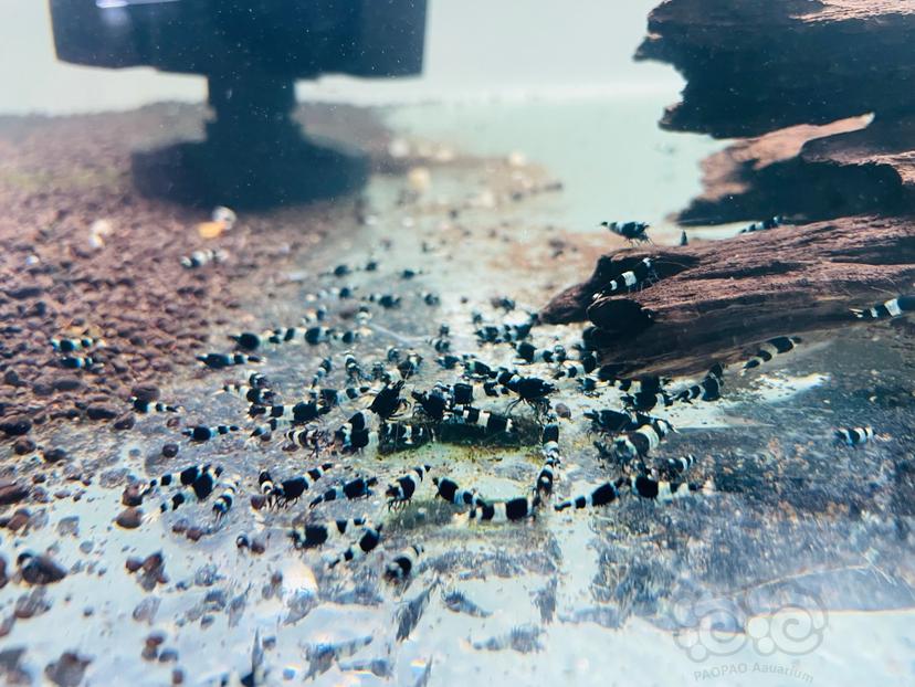 【水晶虾】出售黑金刚母虾，苗子-图1