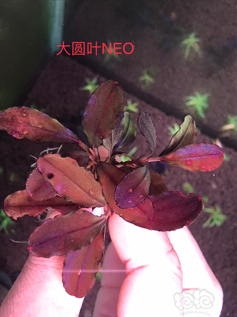 【辣椒榕】大圆叶NEO、12圆海、紫冥王、白幽灵-图1