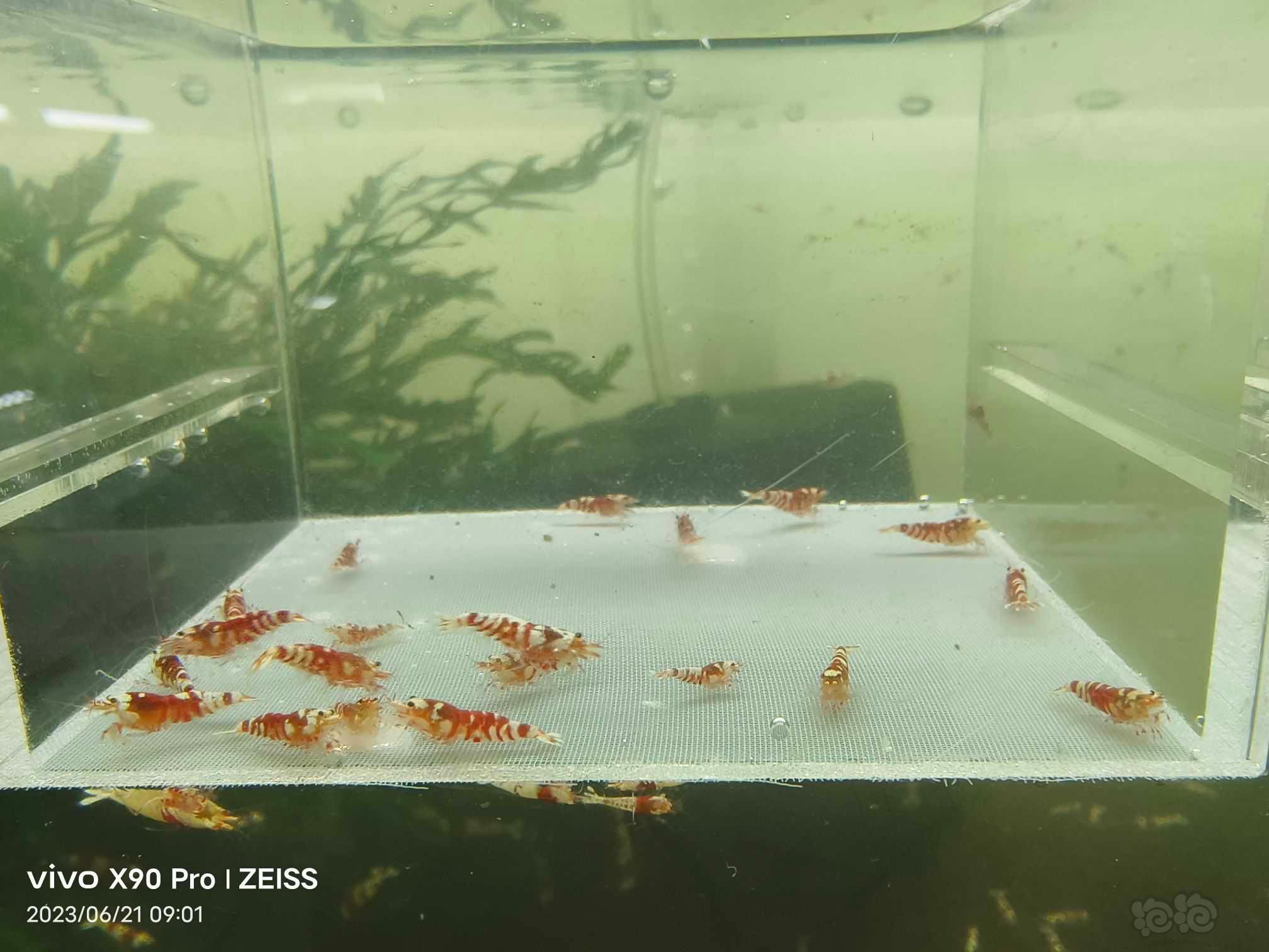 【虾】2023-6-22#RMB拍卖红花虎20只-图3