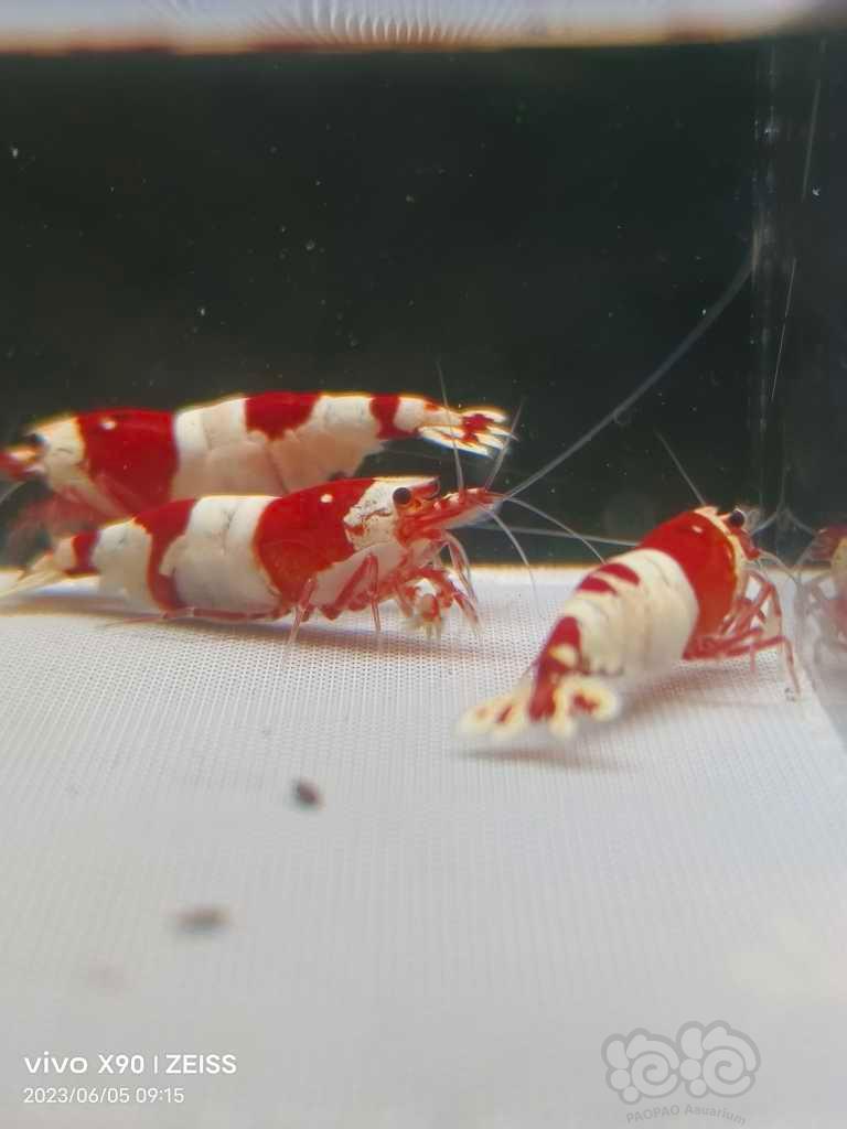 【水晶虾】【出售】高端纯血红白繁殖组10只，包邮
【厚甲】喜欢厚甲的来-图7