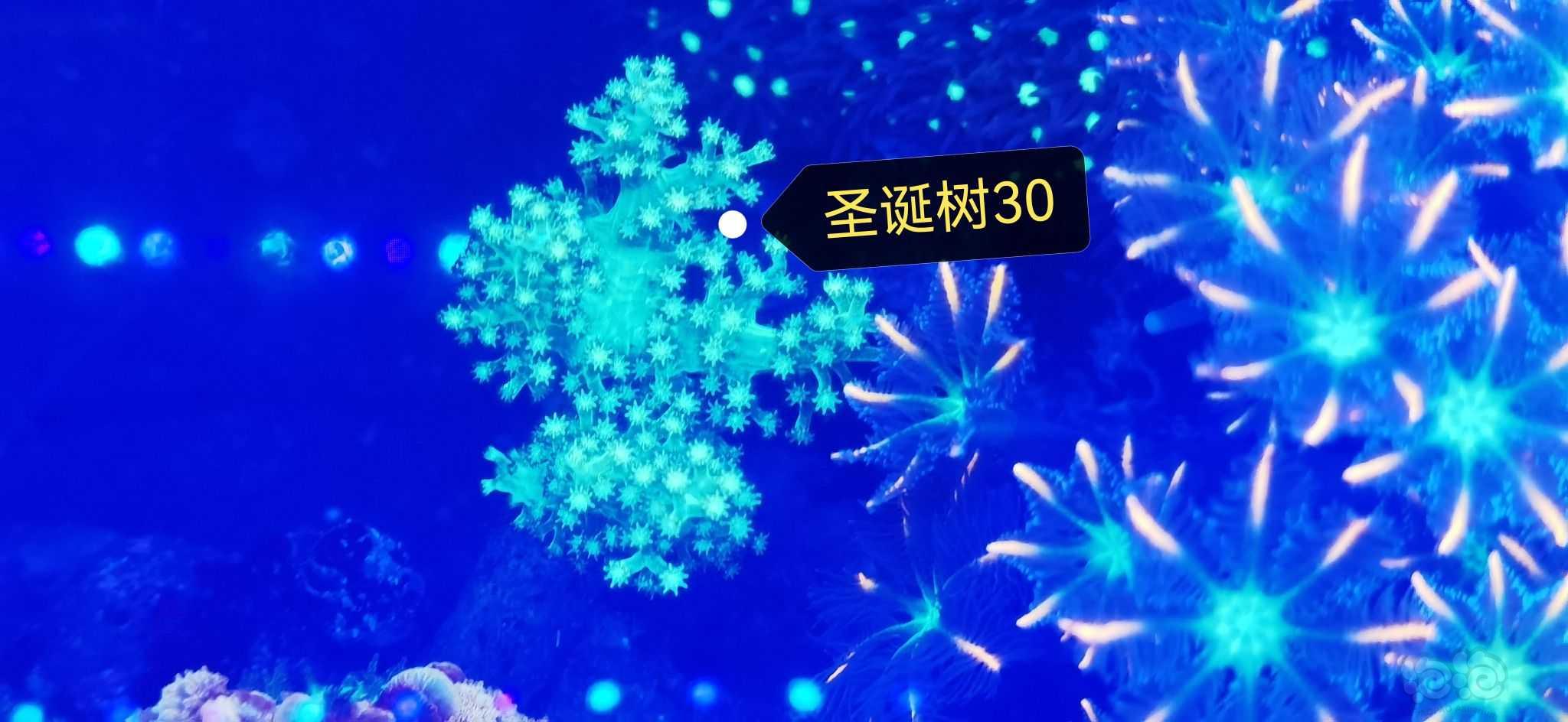 【出售】海淀西北旺出珊瑚纽扣 微孔 圣诞树-图14