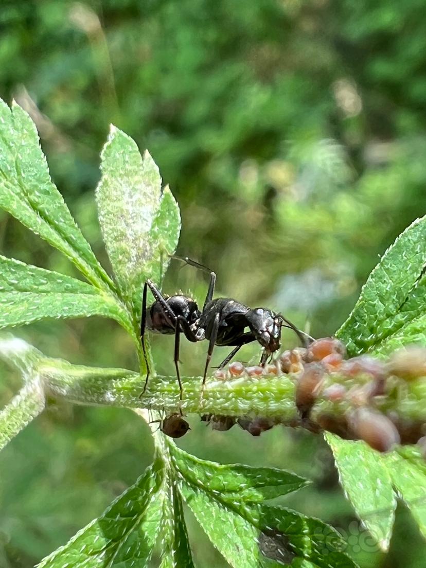 蚂蚁大战某虫-图2