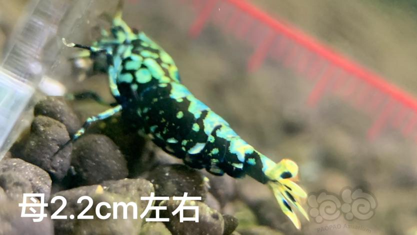 【虾】2023-07-25#RMB拍卖黑银河金属·鱼骨雪花1公1母-图7
