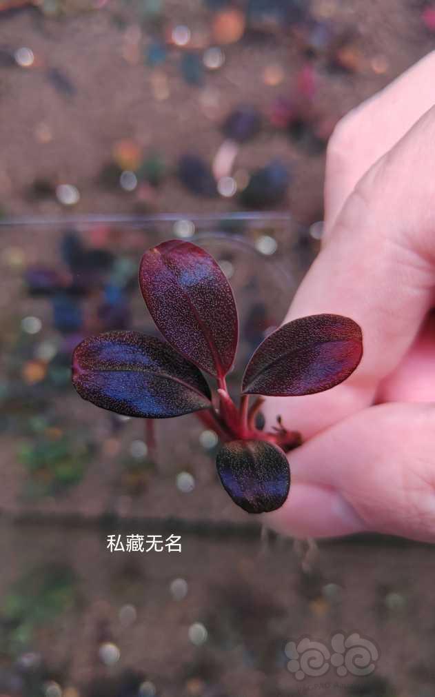 【水草】2023-07-3#RMB拍卖# 辣椒榕一颗，质感一流-图1
