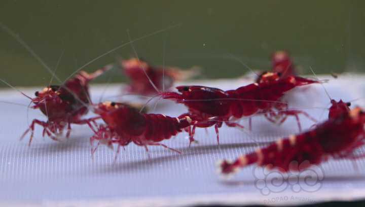 【水晶虾】大热天出一组金属红种虾-图5