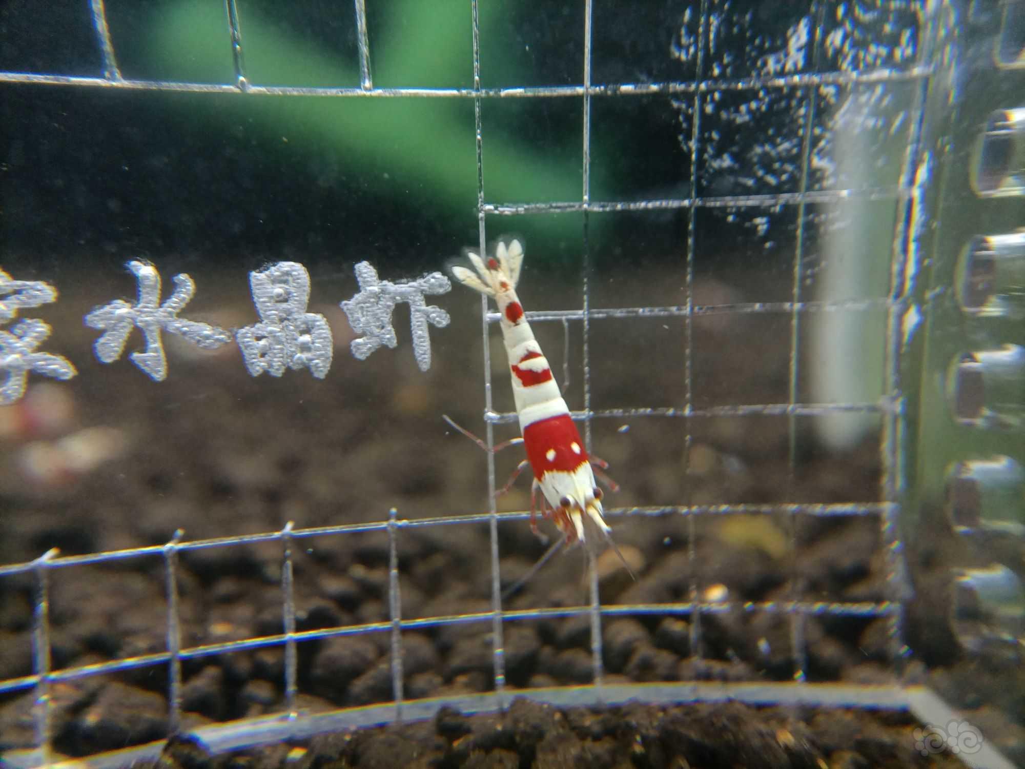【虾】2023-7-1#RMB拍卖红白苗子一份10只-图3