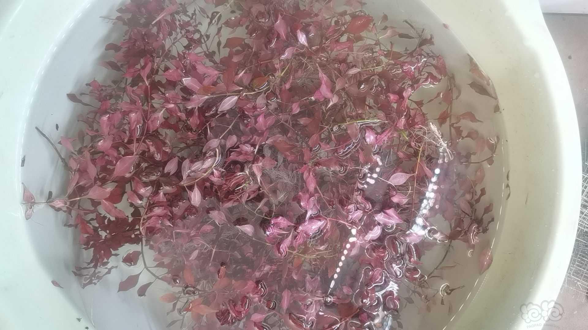 出紫红丁香-图1