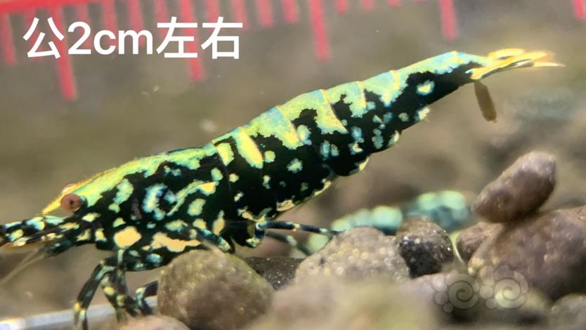 【虾】2023-07-25#RMB拍卖黑银河金属·鱼骨雪花1公1母-图1