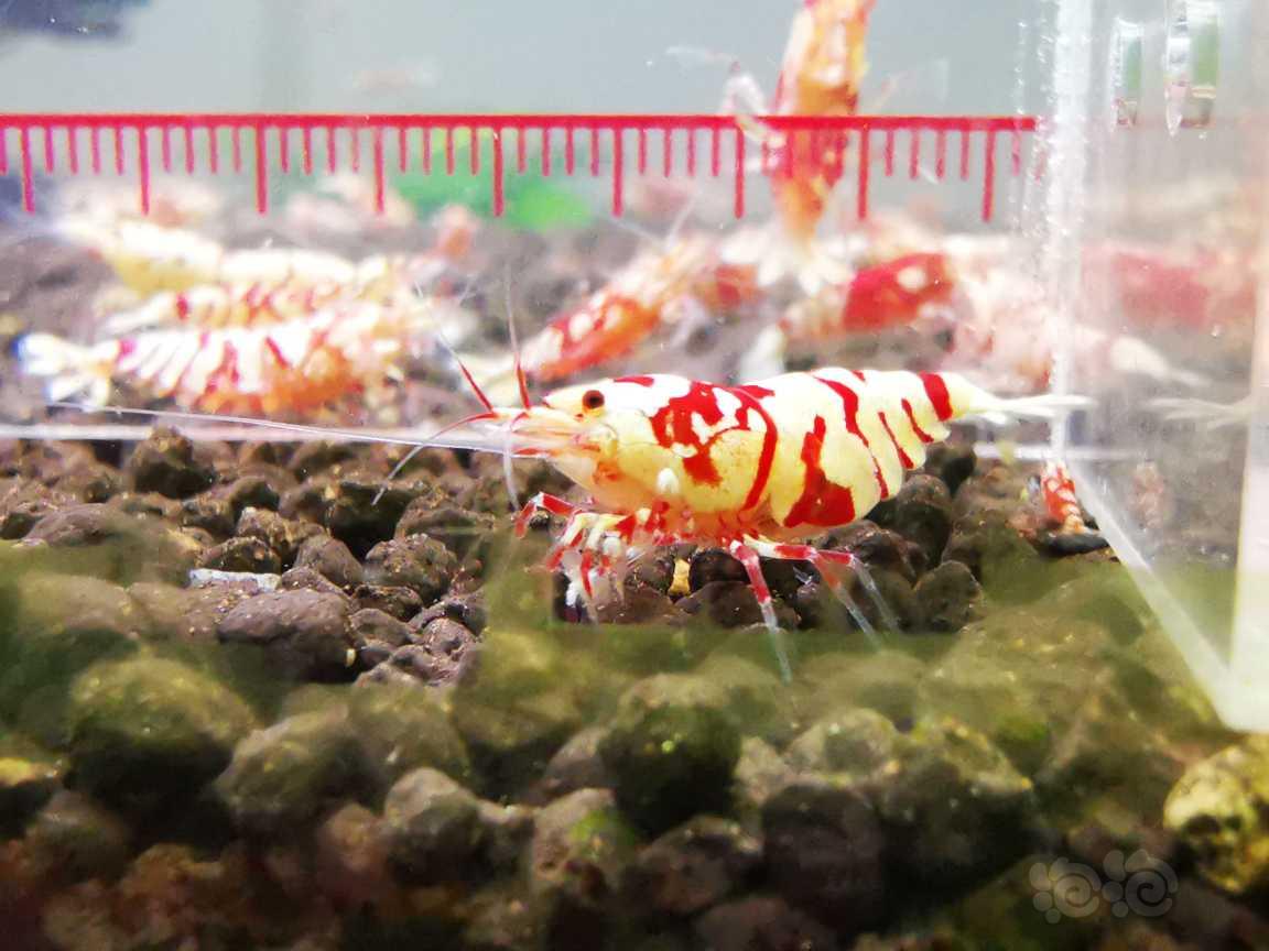 【虾】2023-7-17#RMB拍卖太极纯血满蛋母一只-图2