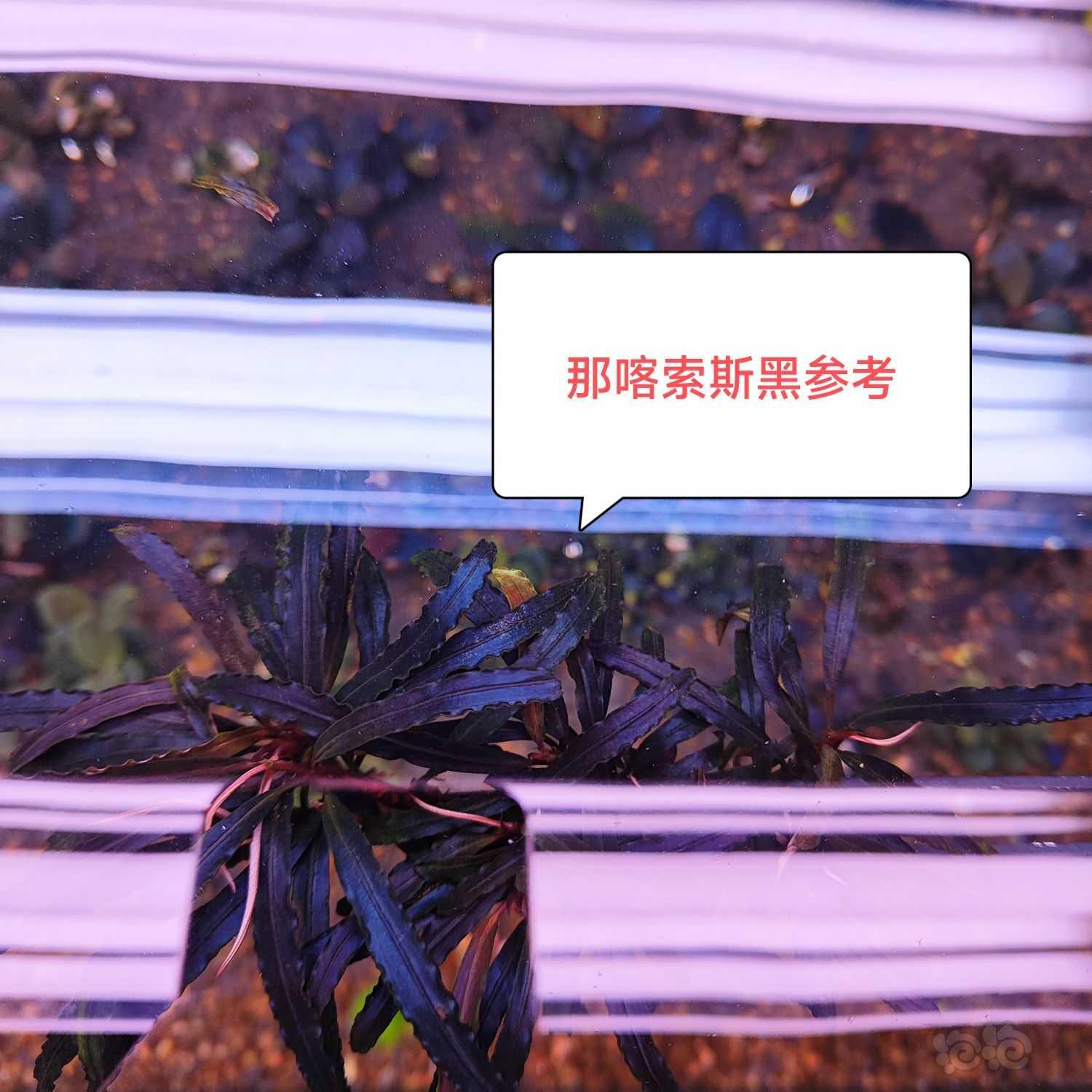 【辣椒榕】白马丸子红脉玉、那喀索斯黑、粉圆-图9