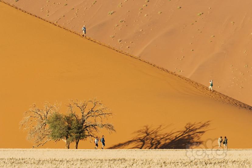 游客和骆驼刺树-图1