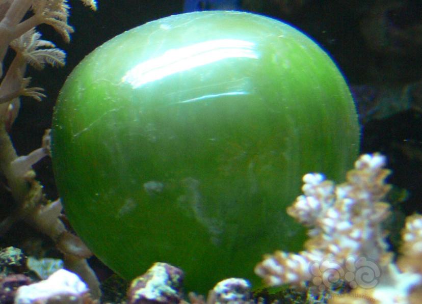 如何解決海水缸中出現的氣泡藻-图2