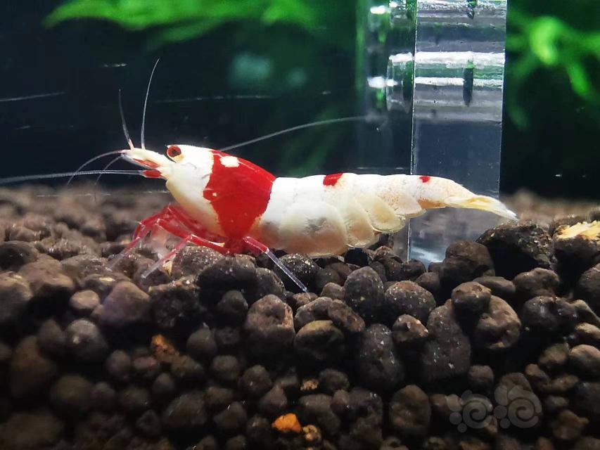 【水晶虾】出售红白虾4公10母 品质如图300元-图5
