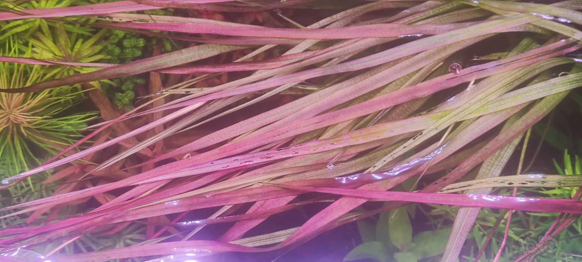 大红箦藻，越南古精-图1