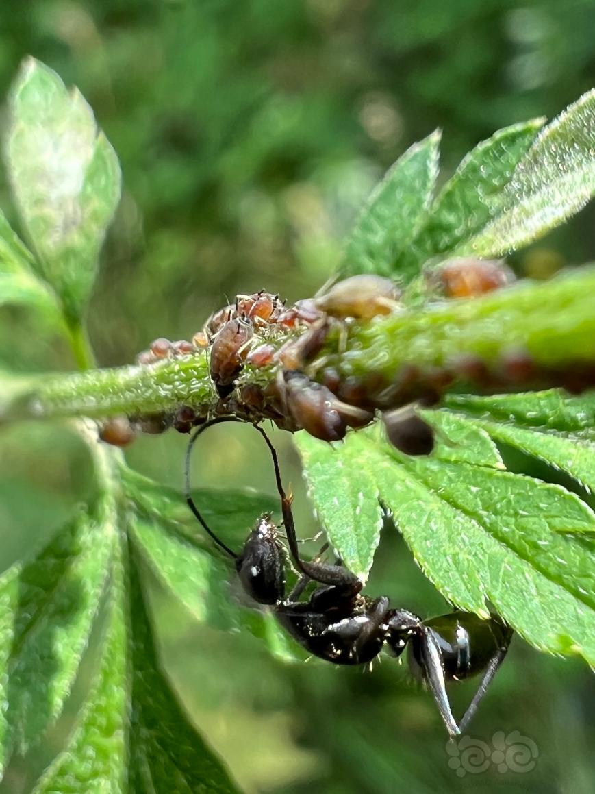 蚂蚁大战某虫-图1