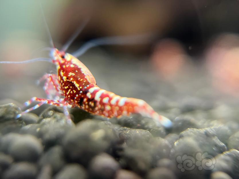 红银河水晶虾-图4