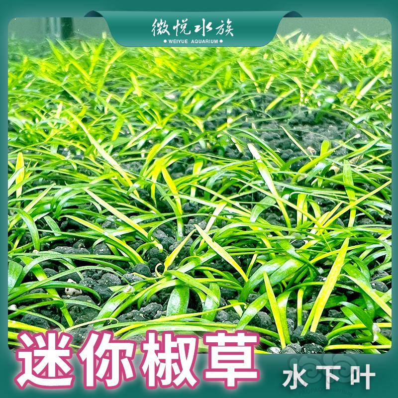 【水草】迷你椒草  帕夫椒草100%水下叶  根系发达-图1