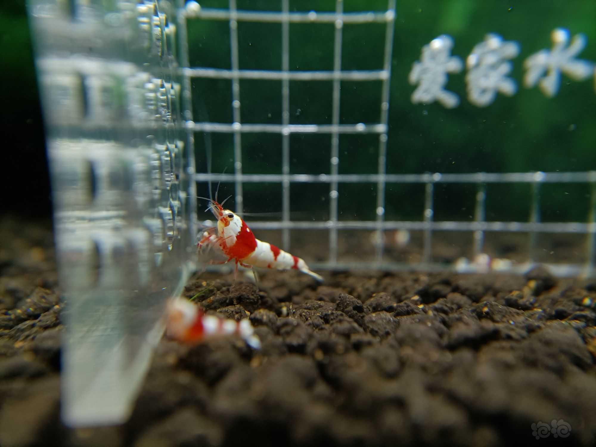 【虾】2023-7-1#RMB拍卖红白苗子一份10只-图7