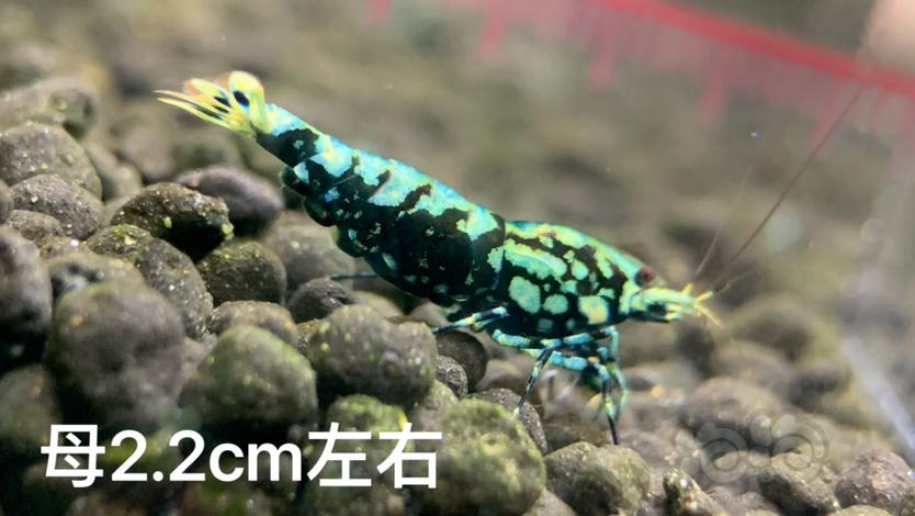【虾】2023-07-25#RMB拍卖黑银河金属·鱼骨雪花1公1母-图6