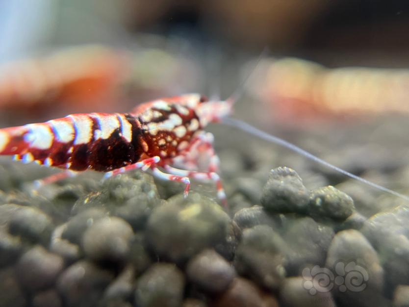 红银河水晶虾-图3