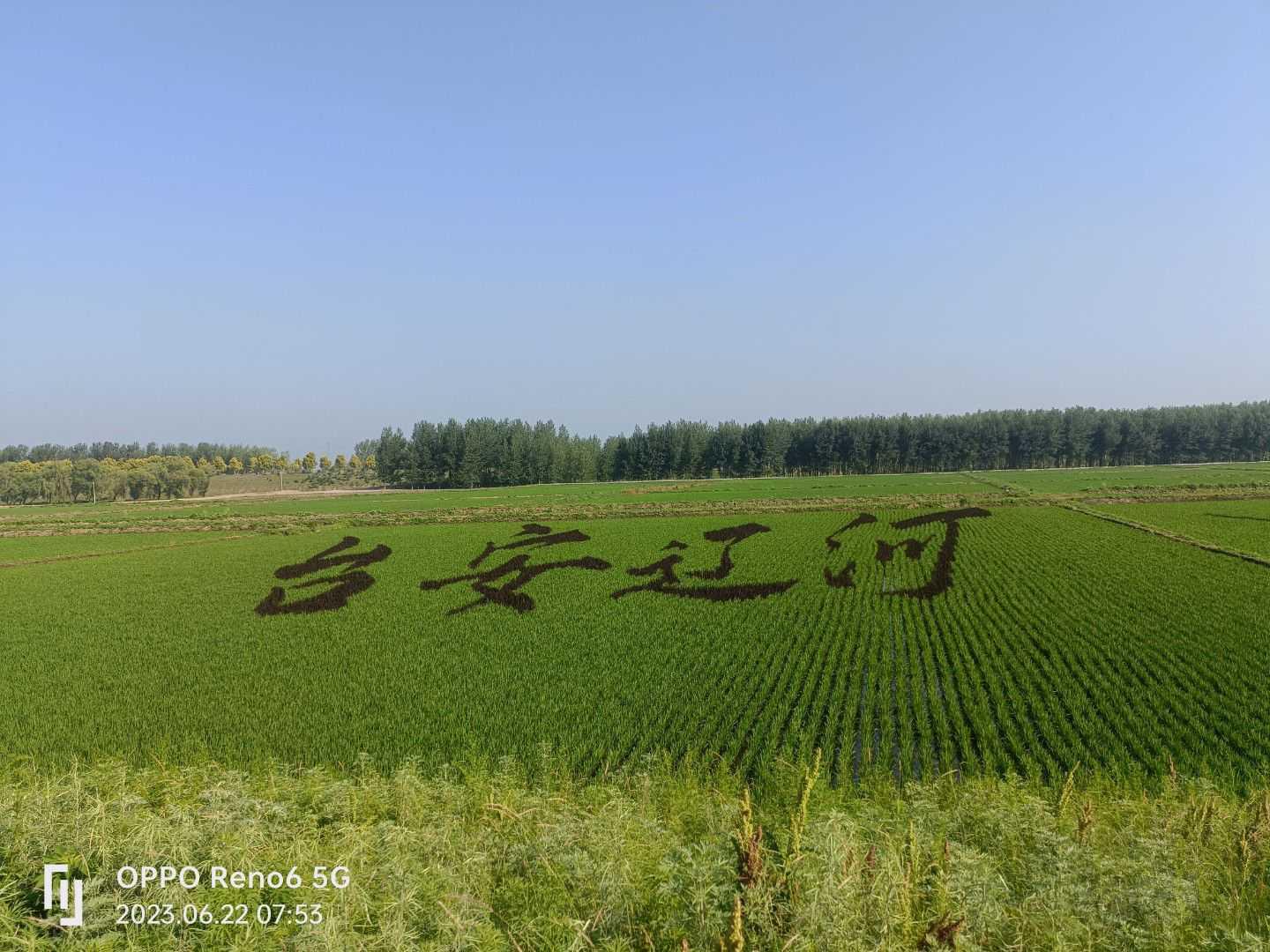 今年的稻田画，不一样的风景，没事冒个泡-图1