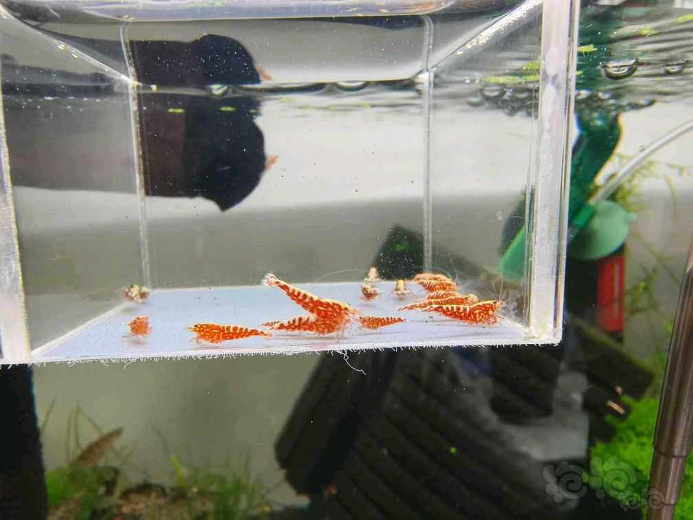 【水晶虾】出售红银河雪花苗-图2