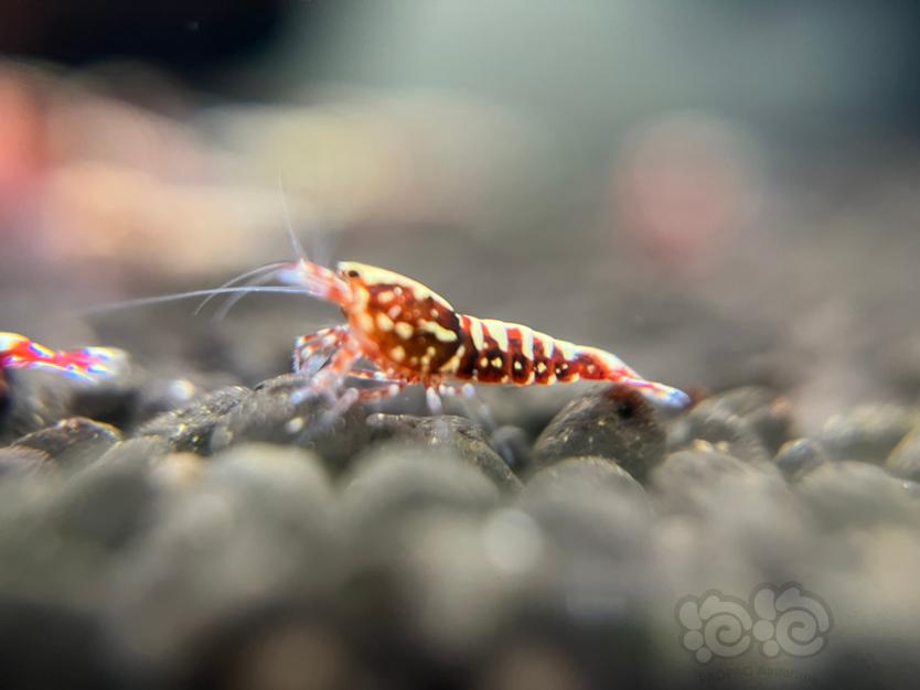 红银河水晶虾-图6
