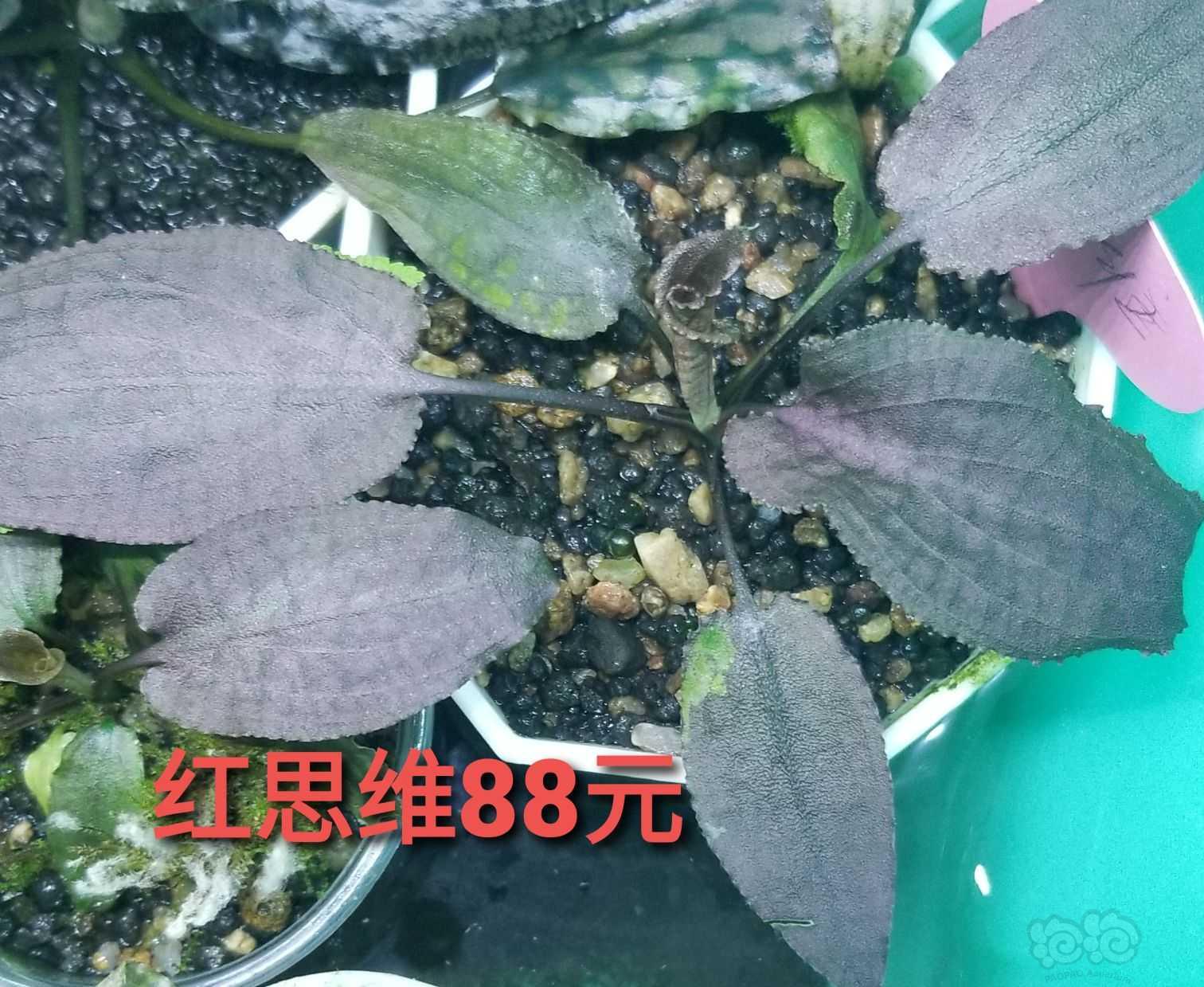 【出售】出叉叶铁、水上椒草、辣椒榕-图12