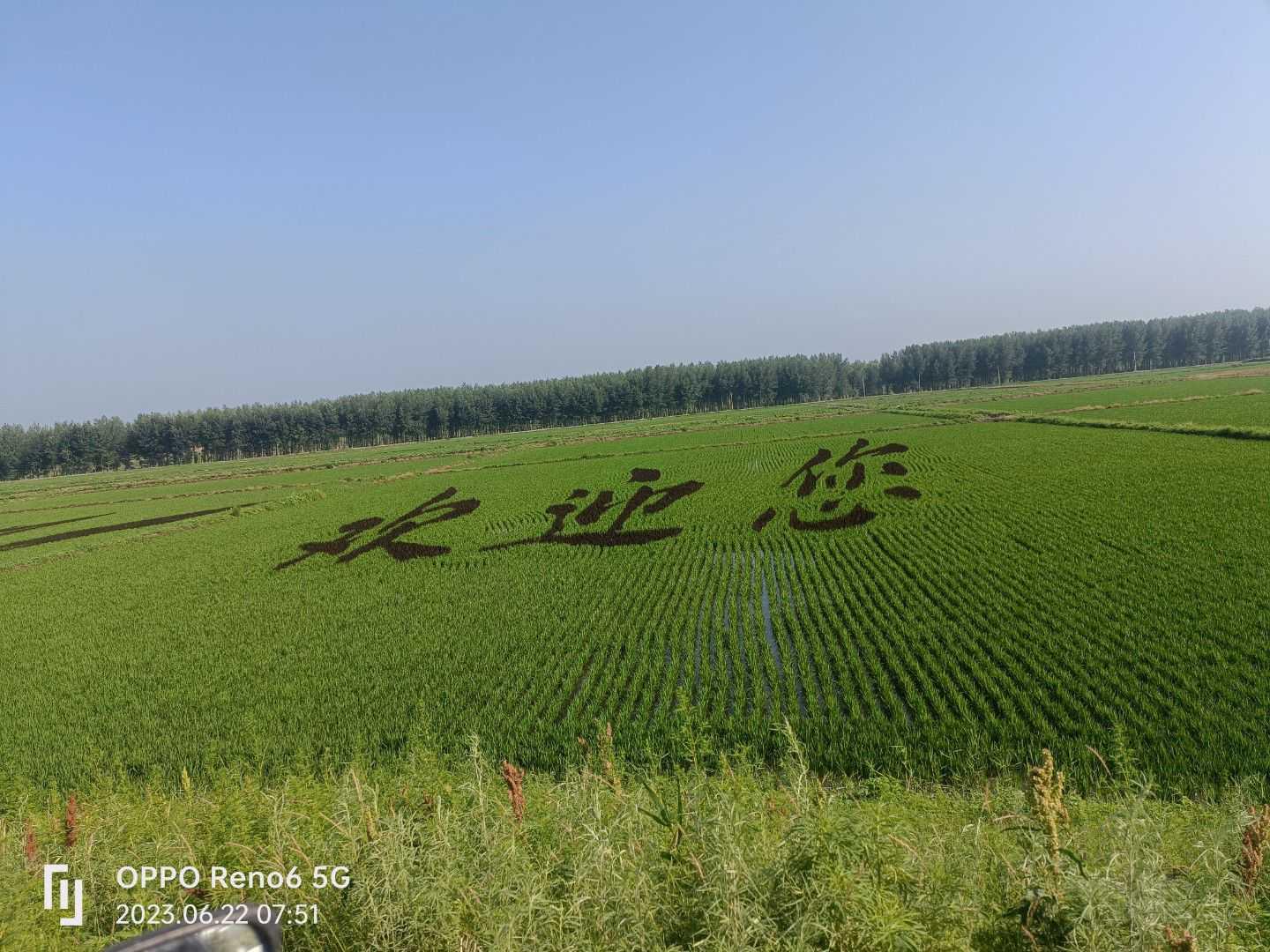 今年的稻田画，不一样的风景，没事冒个泡-图4