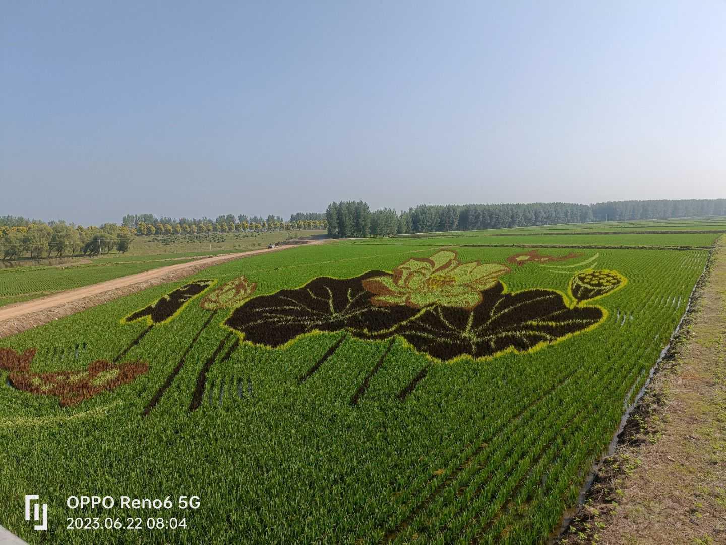 今年的稻田画，不一样的风景，没事冒个泡-图8