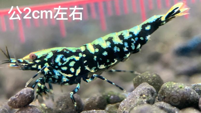 【虾】2023-07-25#RMB拍卖黑银河金属·鱼骨雪花1公1母-图2
