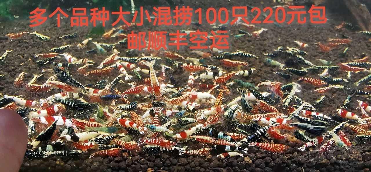 【水晶虾】出售水晶虾-图2