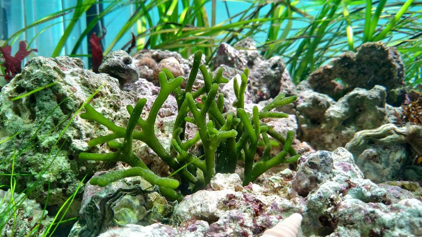 海草缸，主打一个有螺有藻都不怕-图4