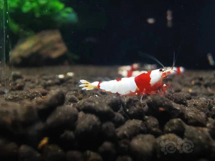 【水晶虾】出售新成红白虾4公10母200元-图8