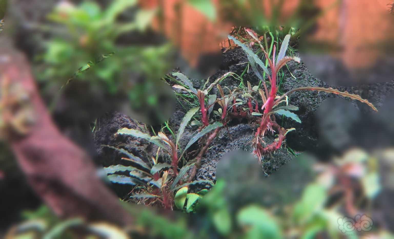 我的针叶辣椒榕成长记录-图5