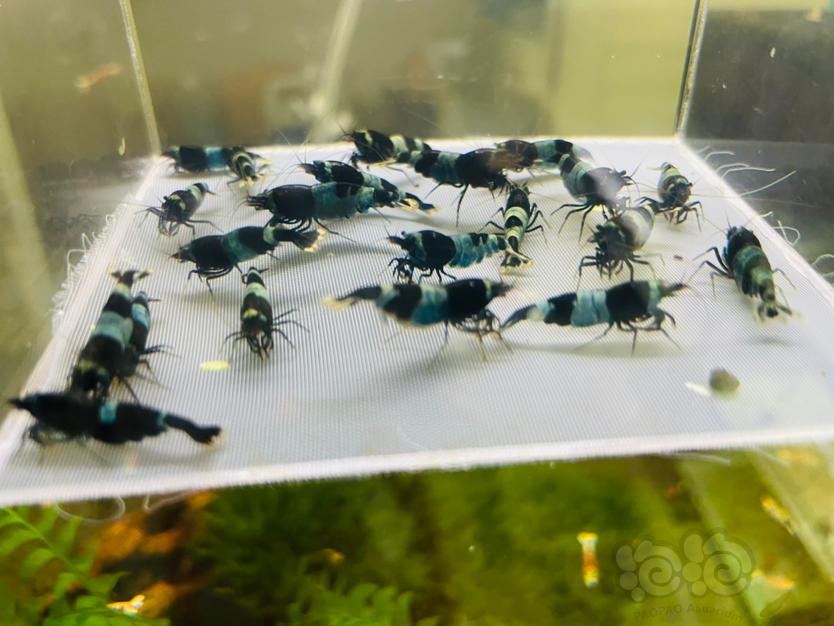【水晶虾】出蓝化黑金刚母虾40只380元-图1