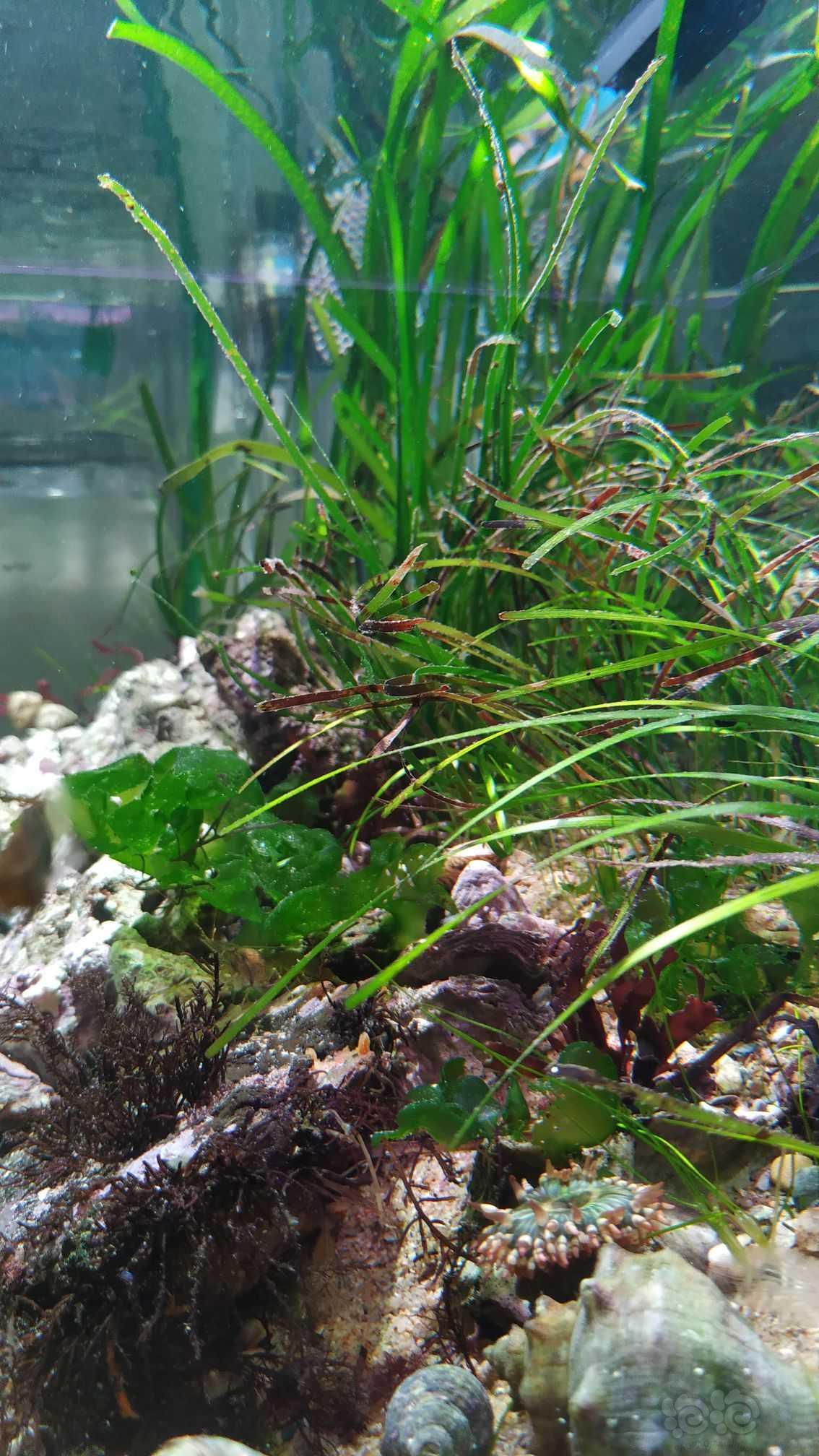 海草缸，主打一个有螺有藻都不怕-图3