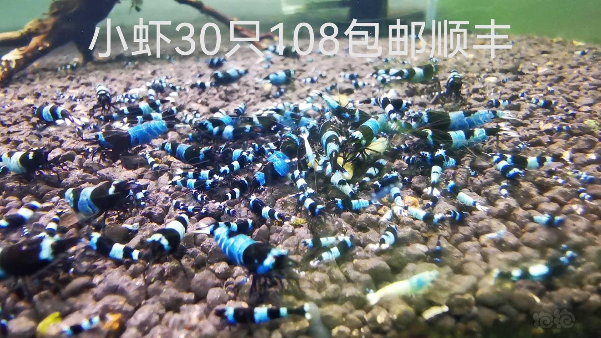 【水晶虾】出售水晶虾-图3