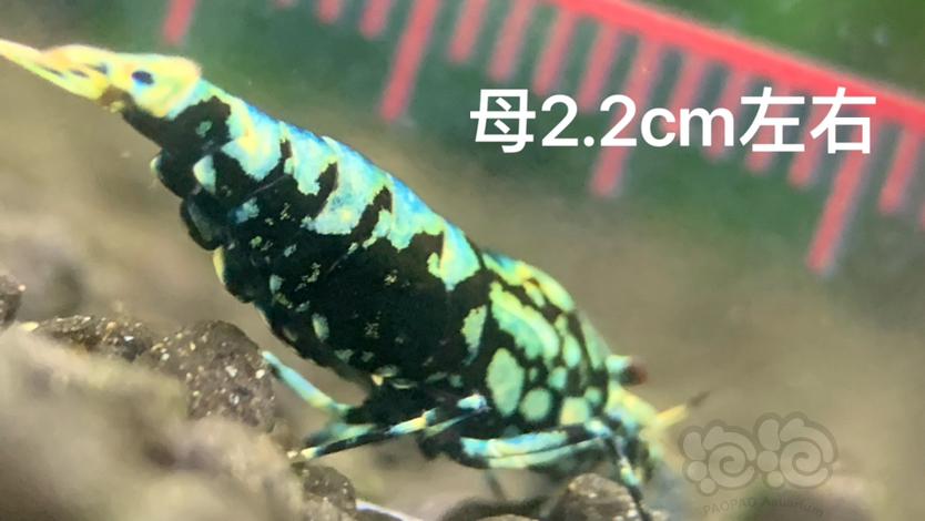 【虾】2023-07-25#RMB拍卖黑银河金属·鱼骨雪花1公1母-图8