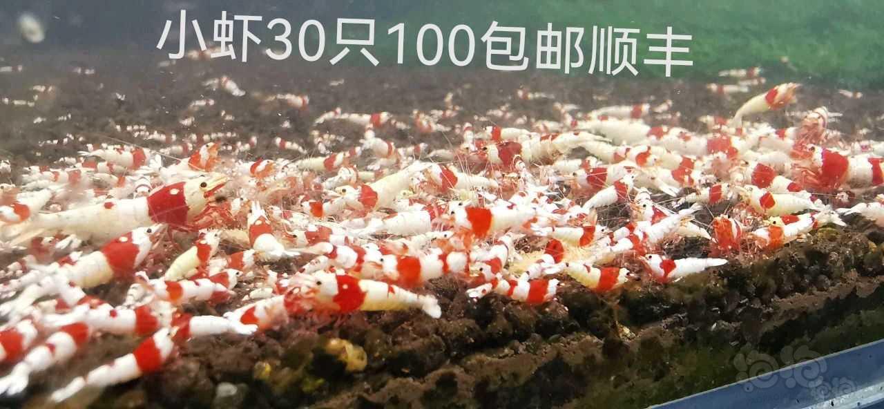 【水晶虾】出售水晶虾-图5